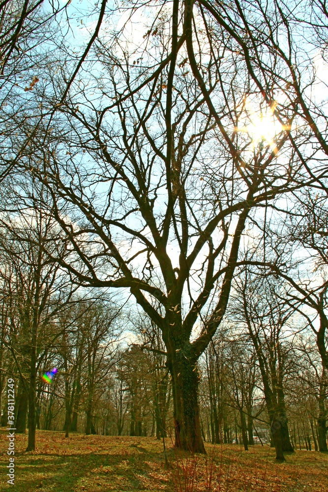 Pawłosiów, Park, Przyroda, Drzewa, Natura, Kapliczka Pawłosiów, Park, Przyroda, Drzewa, Natura, Kapliczka