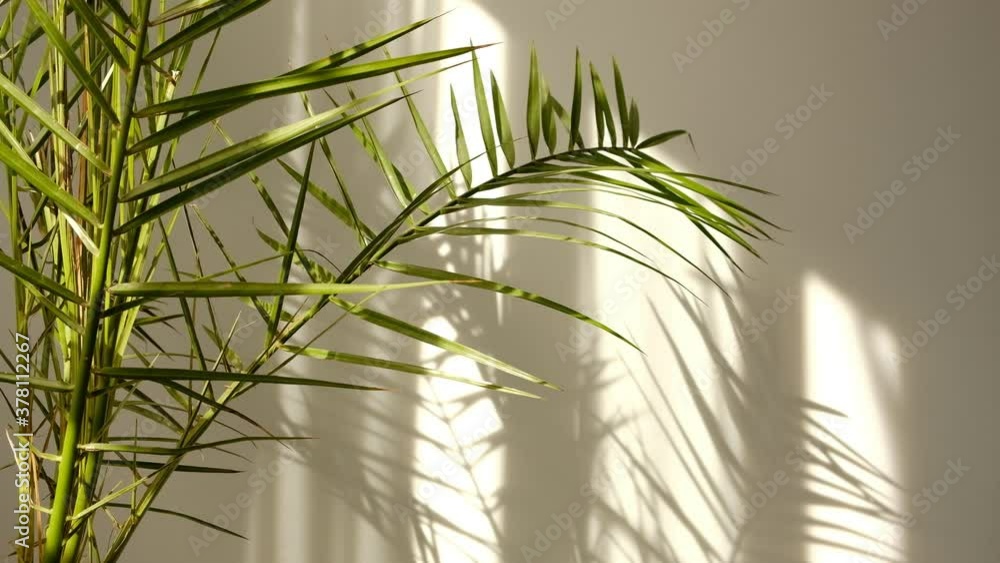 Morning sun lighting the room, shadow background overlays. Transparent shadow of tropical leaves. Abstract gray shadow background of natural leaves tree branch falling on white wall