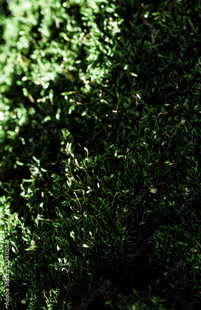 Obraz premium Moss texture on the tree. Highly detailed fungus and moss in the outdoors forest.