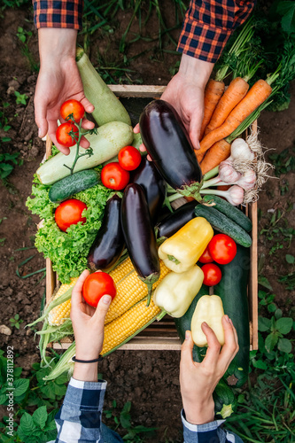 Man's hands and women holding vegetables in the background wooden crate full of vegetables from organic garden. Harvesting homegrown produce. Top view.
