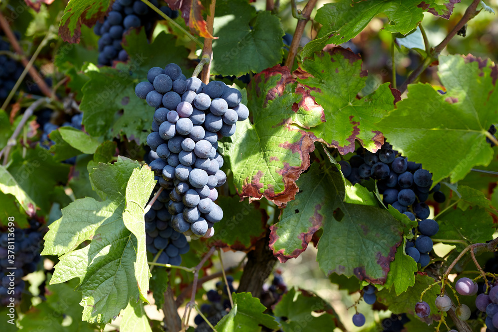 Blaue Weintrauben an Weinreben an einem sonnigen Spätsommertag