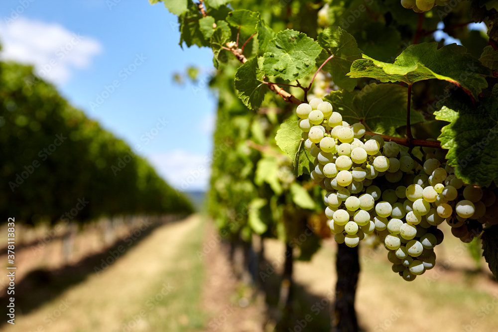 Grüne Weintrauben an Weinreben an einem sonnigen Spätsommertag