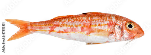 Bild auf Leinwand Red mullet isolated on white background. Fresh fish