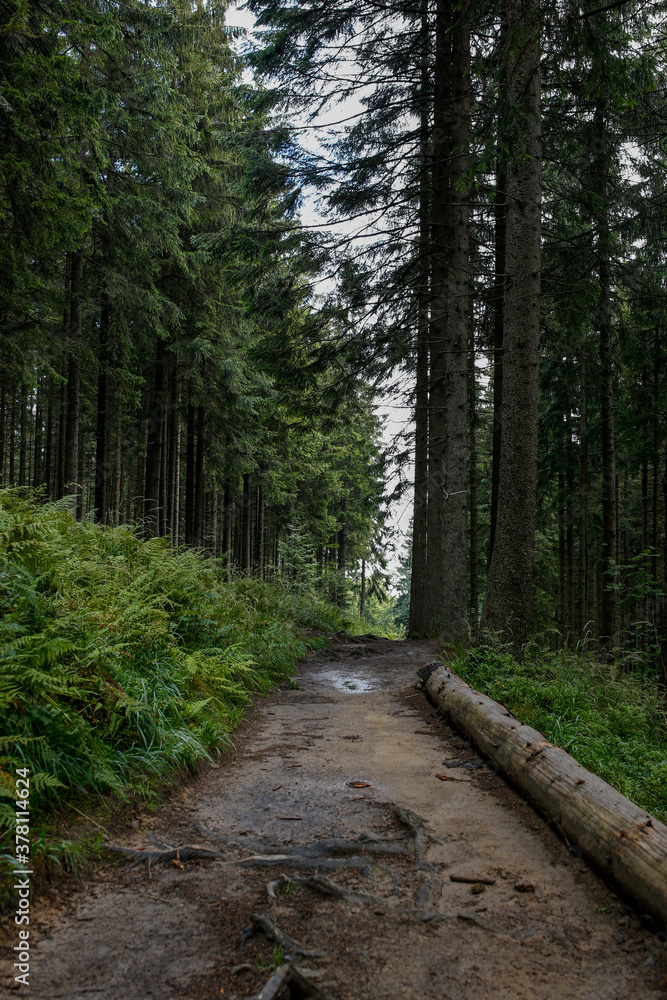 path in the spruce forest in the mountains after the rain path in the spruce forest in the mountains after the rain