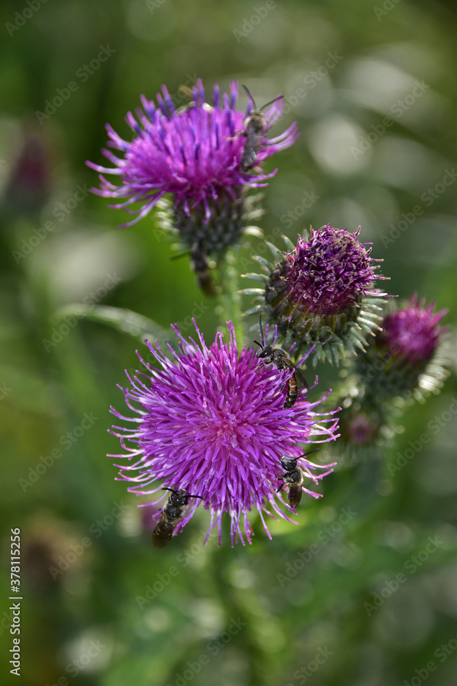 Small wasps on late thistle flowers. A sunny autumn day in the foothills of the Western Urals. Small wasps on late thistle flowers. A sunny autumn day in the foothills of the Western Urals.