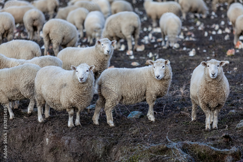 Three Corriedale sheep looking at the camera in a field with others busy grazing behind it, near Arrow Junction, Otago, New Zealand. Three Corriedale sheep looking at the camera in a field with others busy grazing behind it, near Arrow Junction, Otago, New Zealand.