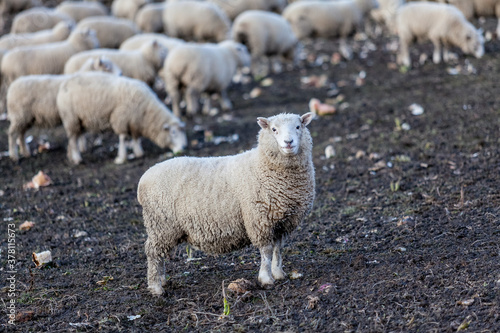 A Corriedale sheep looking at the camera in a field with others busy grazing behind it, near Arrow Junction, Otago, New Zealand.