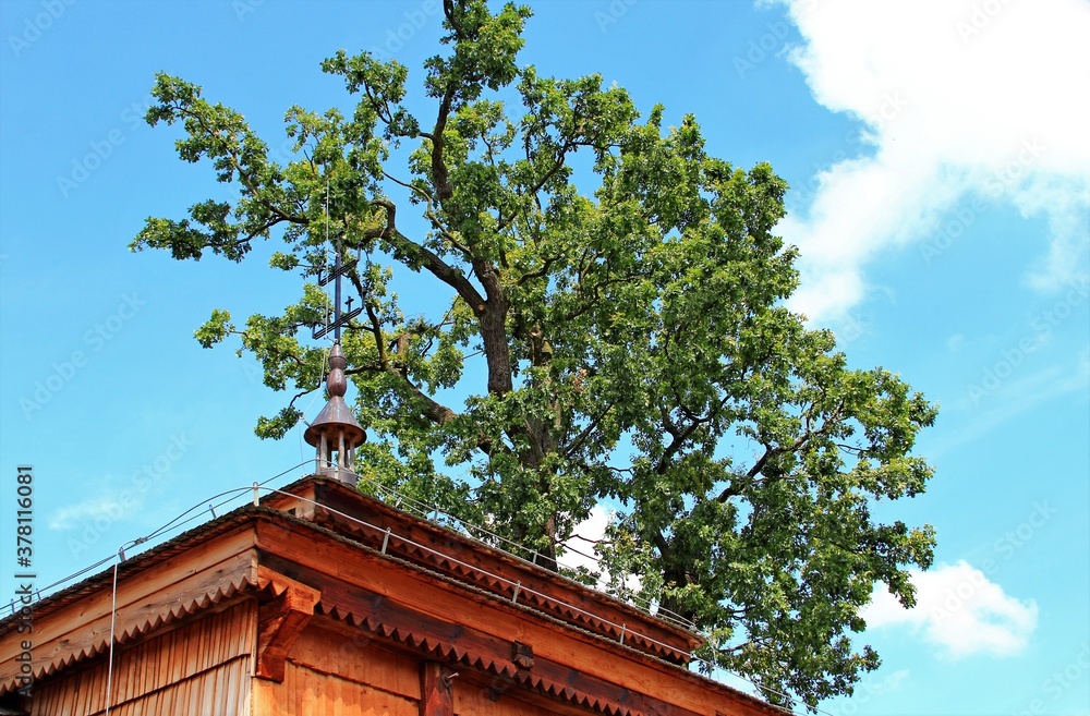 Sieniawa, Rudka, Park, Pałac, Zamek, Architektura, Zabudowa, Pałacyk, Las, Drzewo Sieniawa, Rudka, Park, Pałac, Zamek, Architektura, Zabudowa, Pałacyk, Las, Drzewo