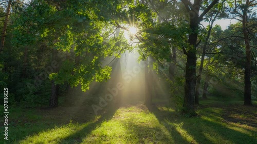 Walk through the magic forest in the morning. Sun rays emerging though the green tree branches. Green forest with warm sunbeams illuminating oak tree. Gimbal high quality shot