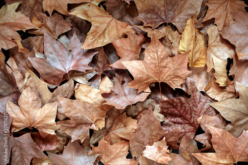 DRY FALLEN LEAVES BACKGROUND ON THE FOREST FLOOR. AUTUMN CONCEPT. TOP VIEW.