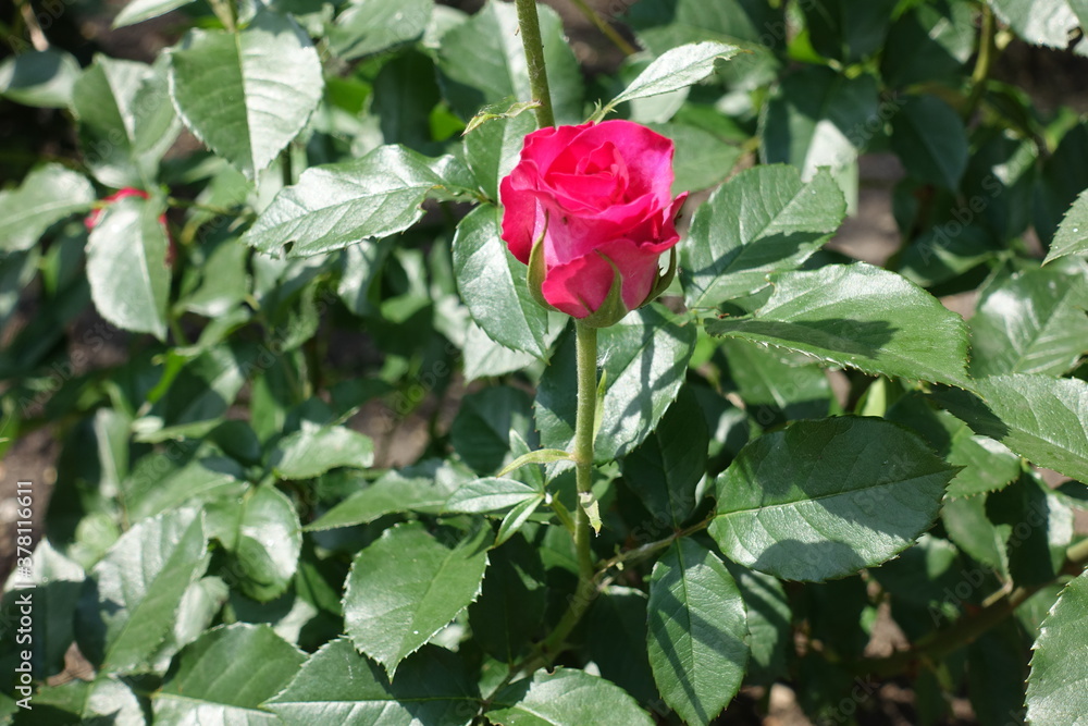 Opening flower of magenta colored rose in May Opening flower of magenta colored rose in May