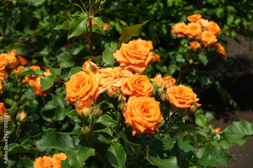 Closed buds and opened orange flowers of rose in June