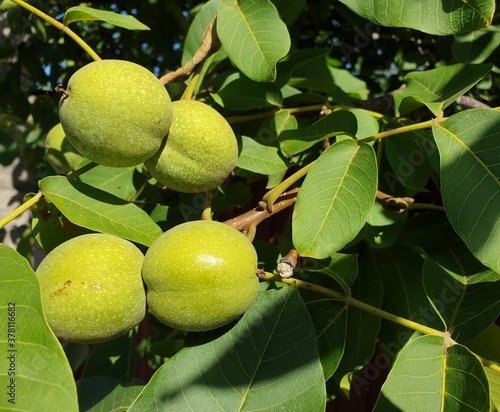 Unripe walnuts among the foliage, selective focus