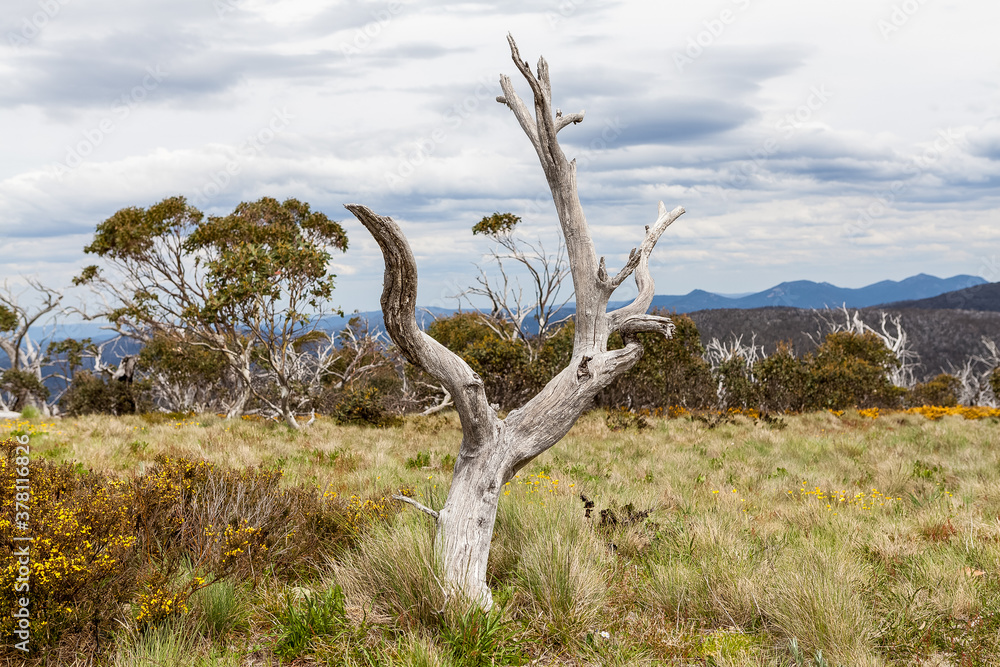 A dead bare gum tree trunk in the foreground surrounded by grass in the Australian bush, more gum trees in the background in to the distance on a cloudy day.