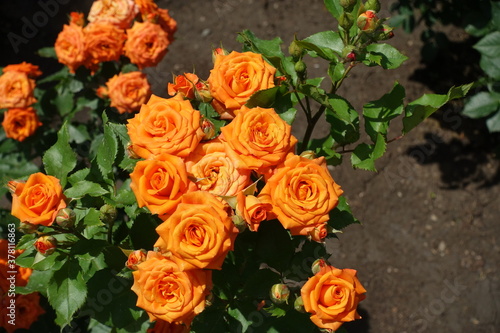 Delicate orange flowers of rose in June