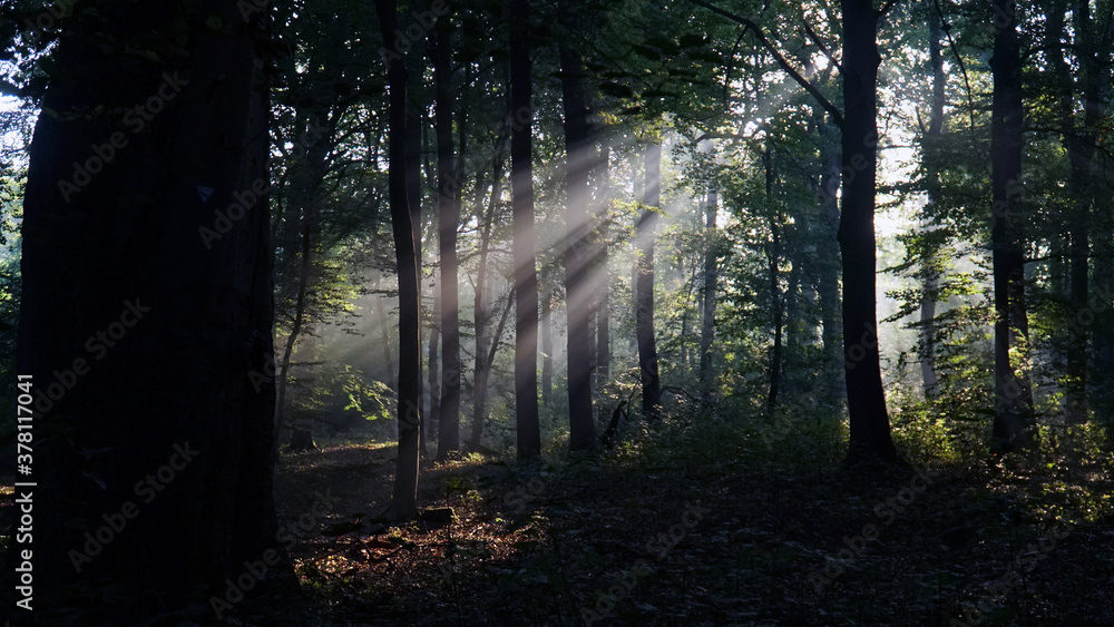 Naklejka premium Haard