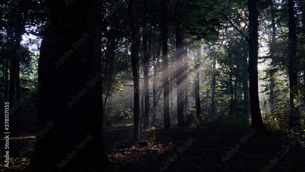 Licht im Wald Licht im Wald