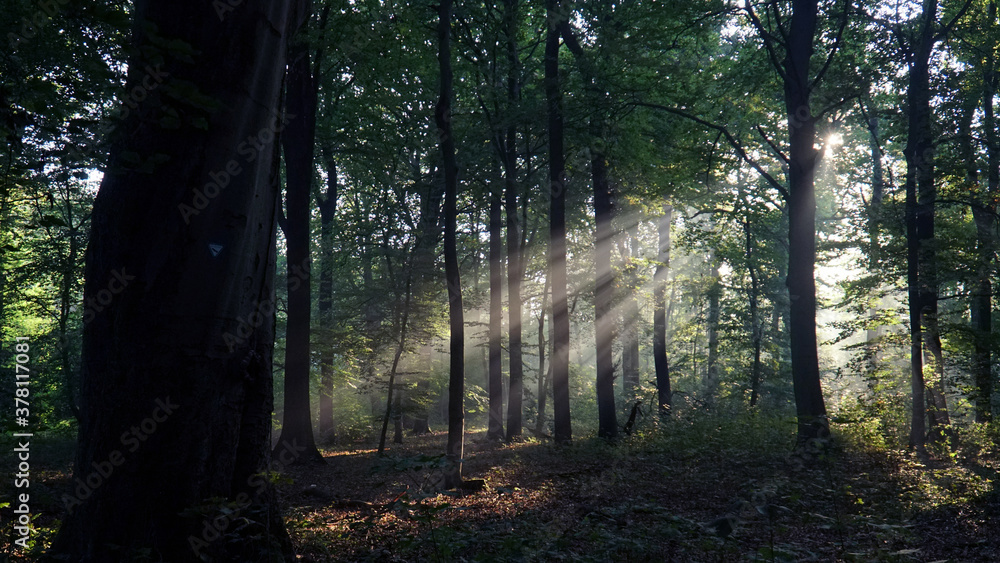 Fototapeta premium Lichtschein im Wald 