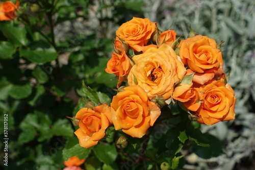 Flowers of bright orange rose in June