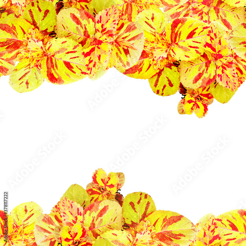 Coleus plant.Beautiful autumn leaves. Rooting of coleus. Autumn leaves. Red, green, yellow leaf. Coleus variety - "mosaic". Linear seamless border - autumn leaves. Autumn background for packing seeds