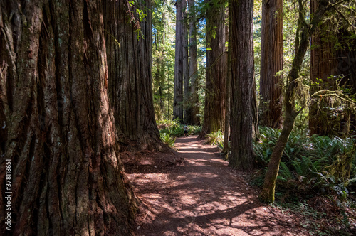 redwood forest california