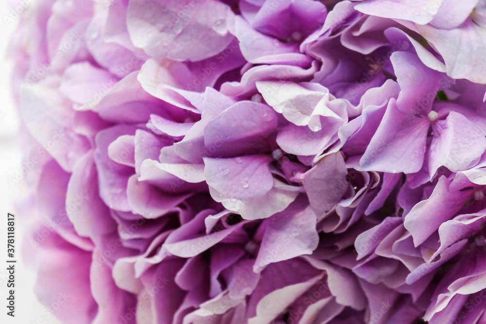 Beautiful hydrangea (Hydrangea macrophylla) flower marco isolated on white background. Violet hortensia flowers close up.
Beautiful hydrangea (Hydrangea macrophylla) flower marco isolated on white background. Violet hortensia flowers close up.