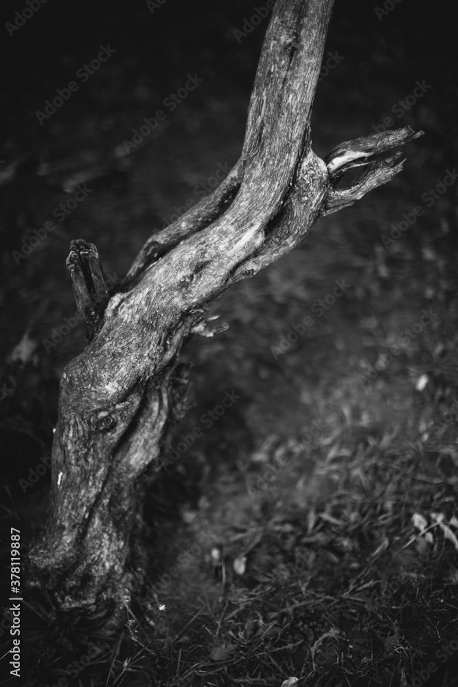 Enormous tree with roots hanging out, natural backgrounds,magic forest and trees, roots and branches
