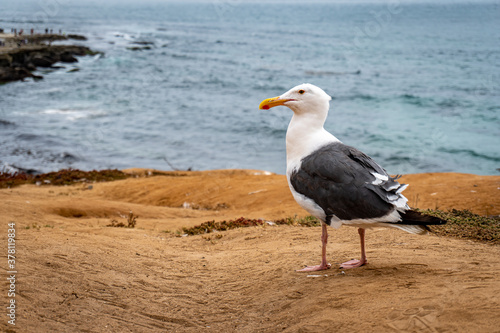 Sea Bird at La Jolla Cove Beach San Diego CA