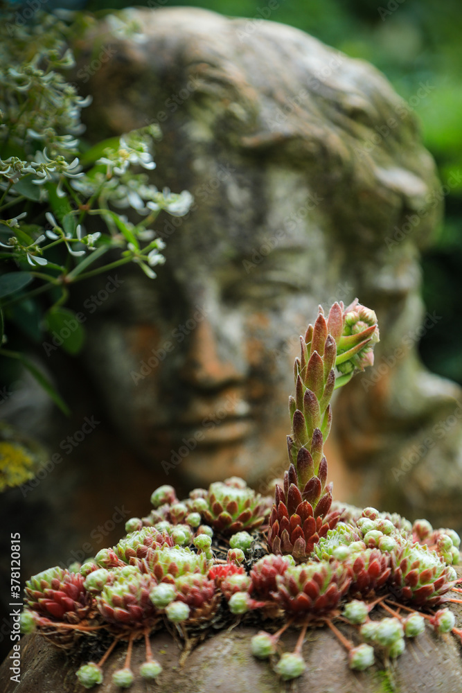 DachHauswurz (Sempervivum tectorum) im Garten StockFoto Adobe Stock
