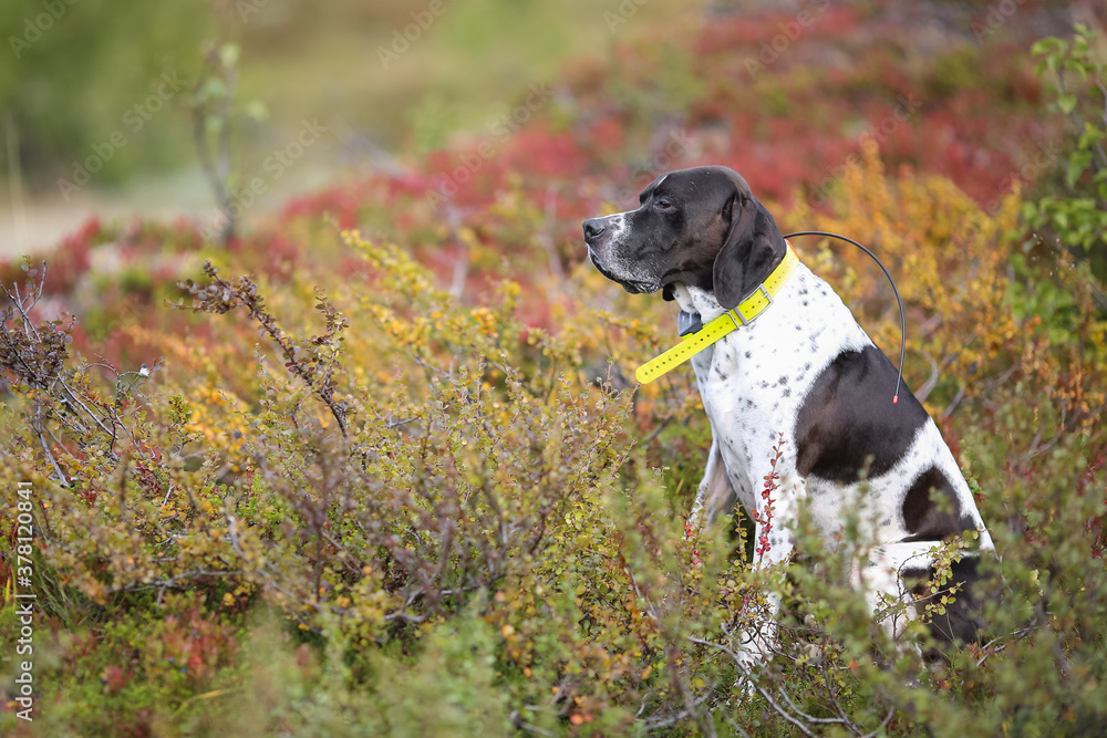 Dog english pointer