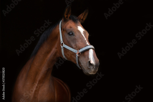 Mimik eines Pferdes vor dunklem Hintergrund © Nadine Haase