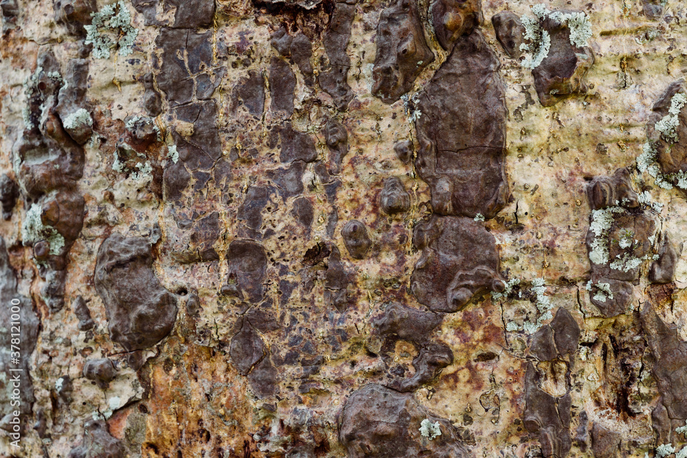 Old tree bark very detailed texture background Old tree bark very detailed texture background
