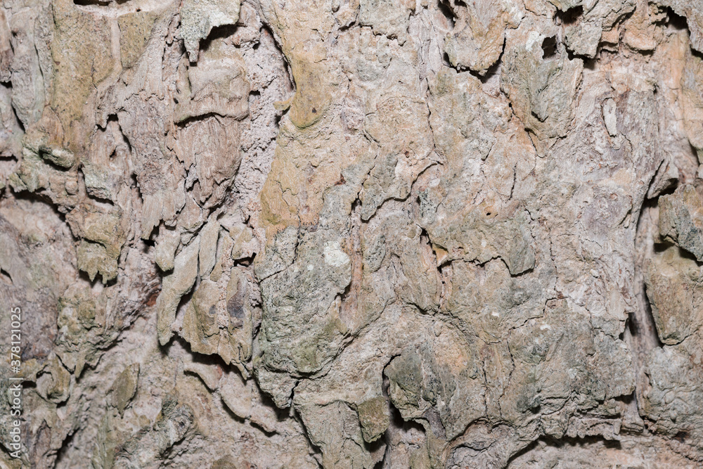 Old tree bark very detailed texture background Old tree bark very detailed texture background