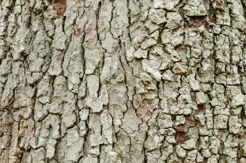 Old tree bark very detailed texture background 