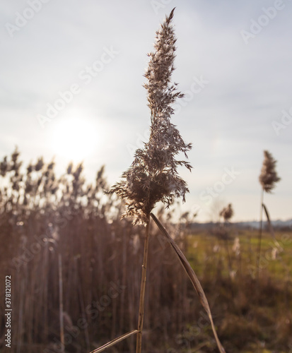 The reed grows near the reservoir