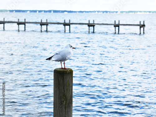 seagull on the pier at Steinhuder Meer Neustadt Lower Saxony photo