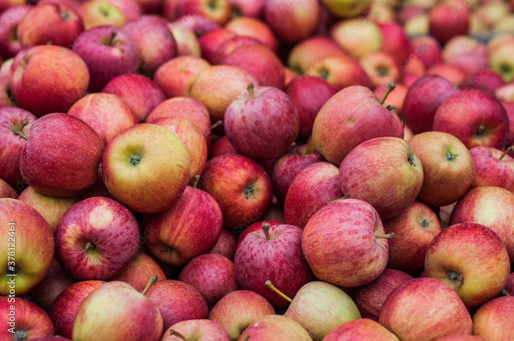 Stall filled with hundreds of royal gala red apples Stall filled with hundreds of royal gala red apples