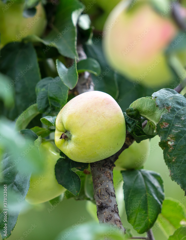 Ripe apples on the branches of a tree in summer. Ripe apples on the branches of a tree in summer.