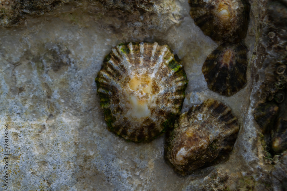 fossilized seashells on stone
