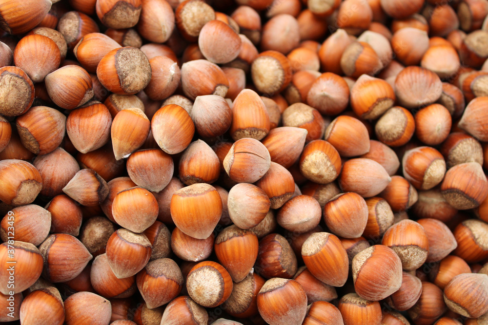 harvested hazelnuts in Black sea region harvested hazelnuts in Black sea region