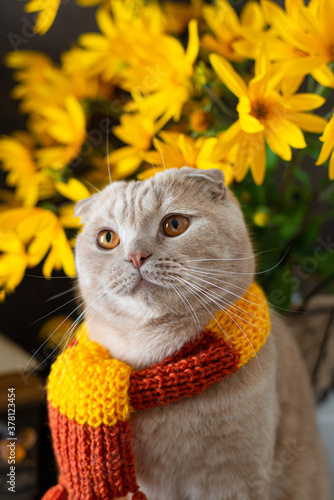 Cute kitten wearing knitted scarf. Autumn mood, vibes. Fall, Thanksgiving composition, greeting card, poster. Hugge