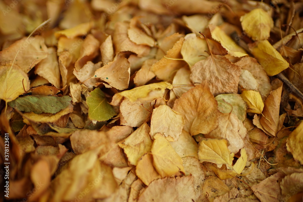 Backround of dry brown birch autumn leaves.