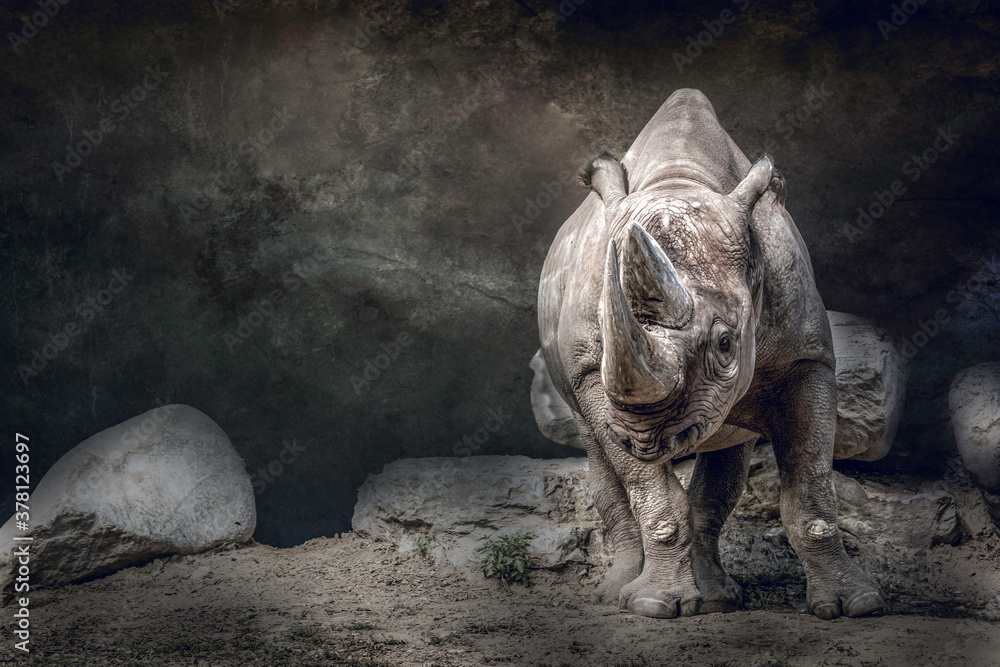 fine art portrait of a rhino