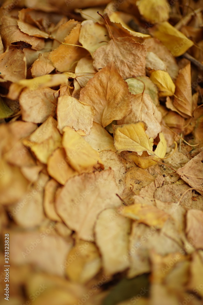 Dry brown birch leaves in autumn garden.