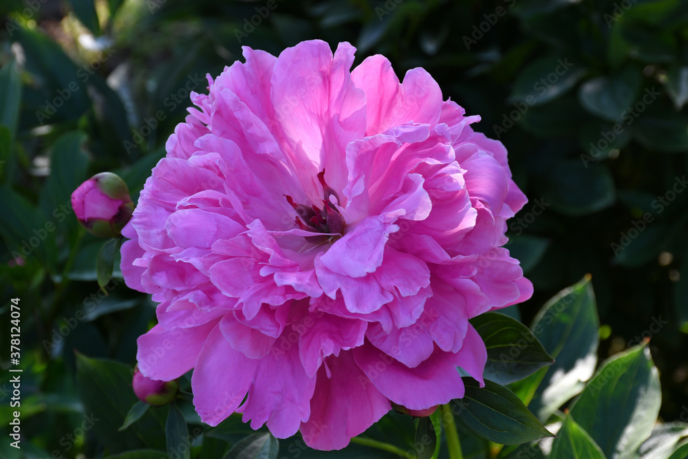 Obraz premium Beautiful bright pink blooming peony in the garden. Flower with beautiful petals close-up.
