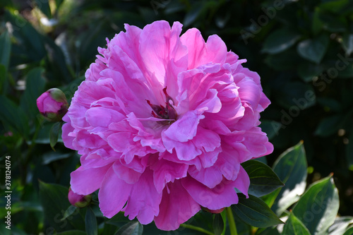 Beautiful bright pink blooming peony in the garden. Flower with beautiful petals close-up.