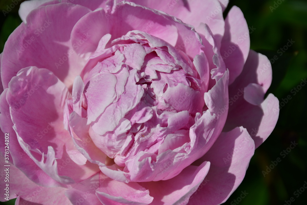 Beautiful pink blooming peony in the garden. Flower with beautiful petals close-up.