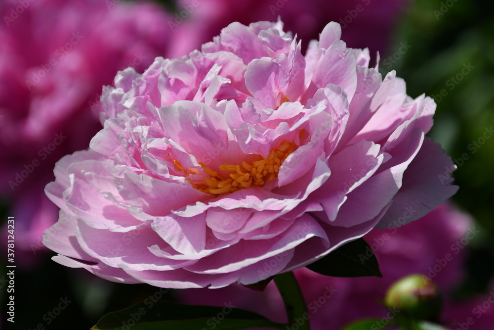 Beautiful pink blooming peony in the garden. Flower with beautiful petals close-up.