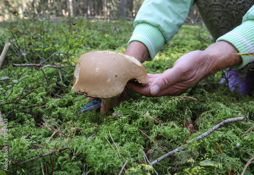  Mushroom picker's hands cut off a white mushroom, side view, close-up