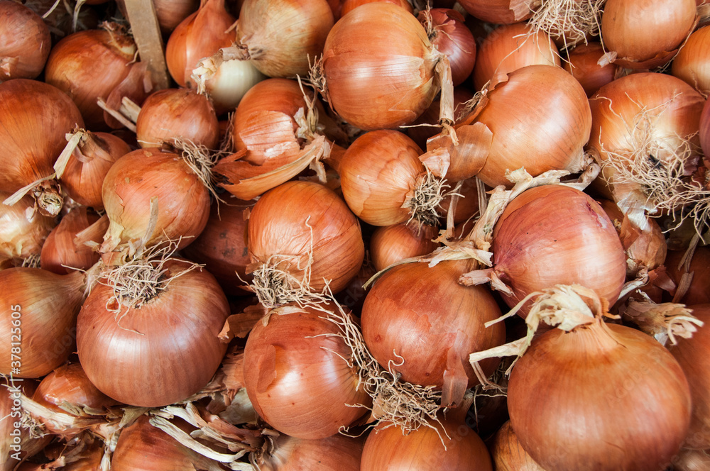 organic white onions on the market organic white onions on the market